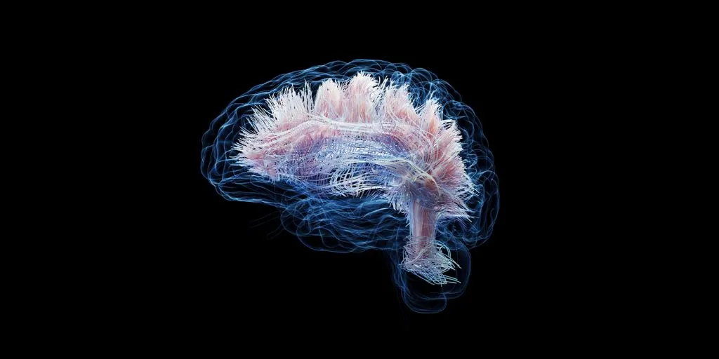 mindfulness struktura mózgu