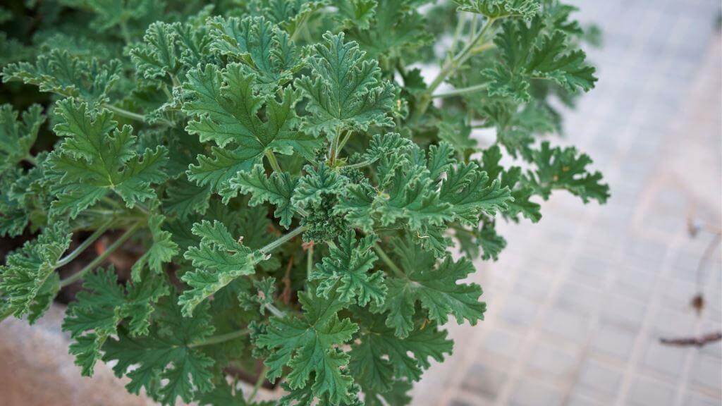 geranium anginka