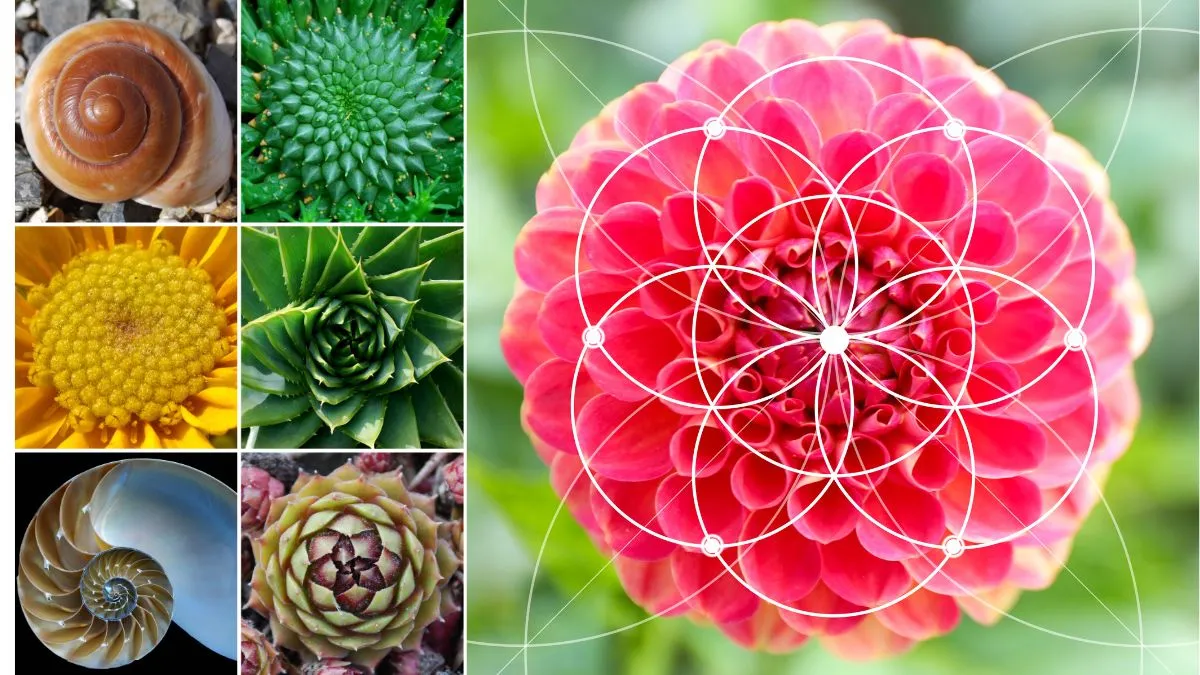 Święta geometria w naturze: spirale Fibonacciego i fraktalne wzory roślin