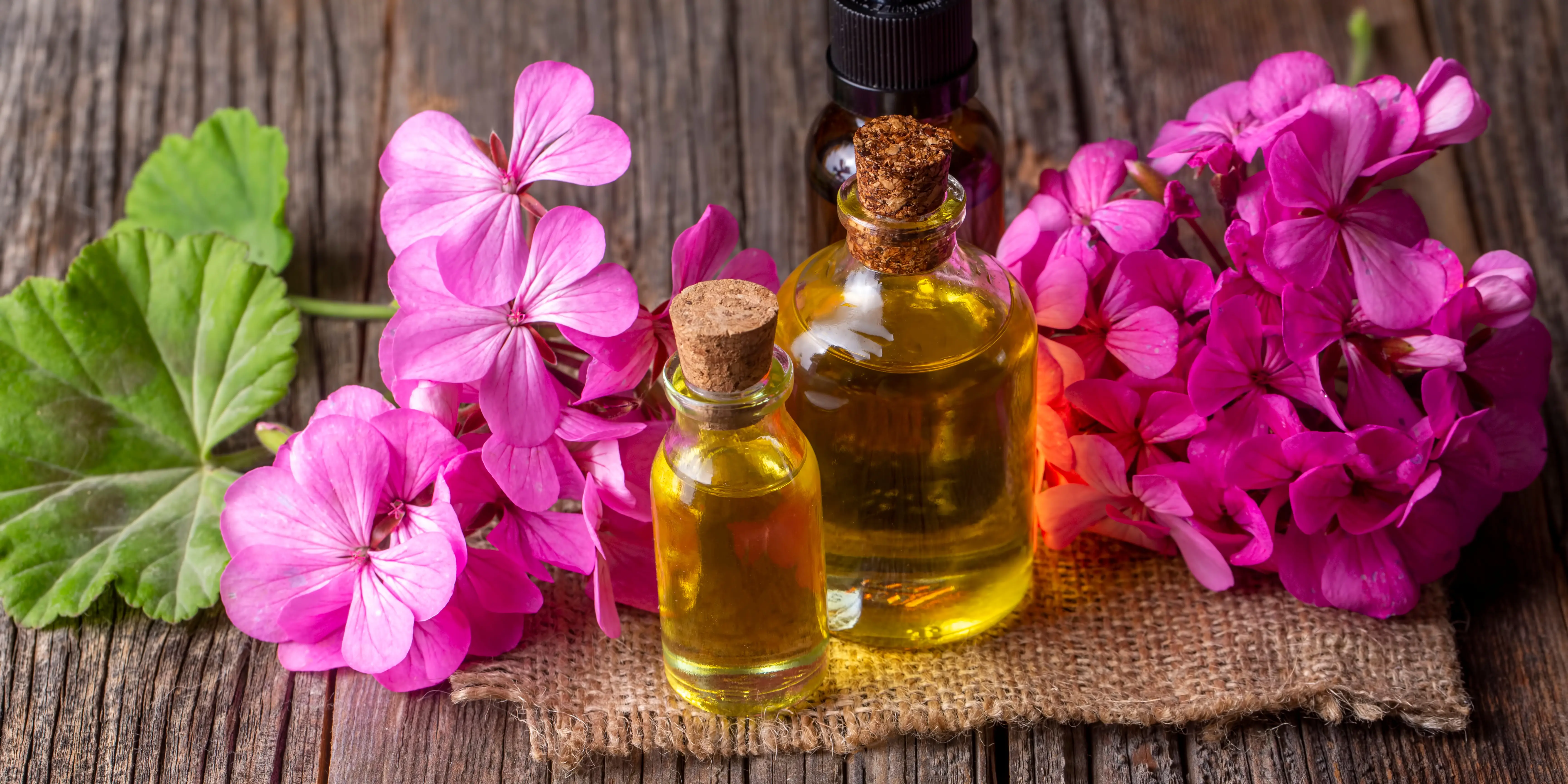 Naturalny olejek eteryczny. Właściwości lecznicze i zastosowanie geramium