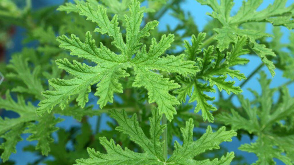 geranium anginka pelargonia